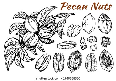 Sketch drawing set of pecan nuts with leaves isolated on white background. Line art nut in shell, textured walnut, botanical, rustic, leaf, plant, organic snack. Vector illustration.