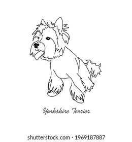 Sketch drawing of a sheared Yorkshire terrier. An image of a small dog in a sitting pose.