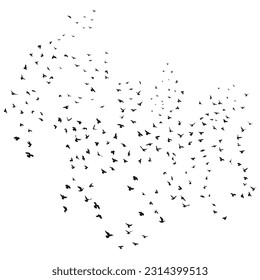 Sketch drawing of a silhouette of a flock of birds flying forward, cling together. Takeoff, flying, flight, flutter, hover, soaring, landing