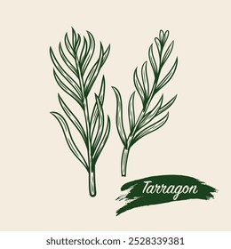 Skizze eines Estragon-Zweiges. Tarragon Zweig im Stil der Linienzeichnung. 