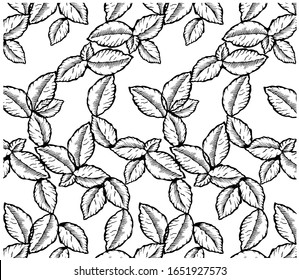 Esbozar el patrón vintage de dibujo con la hoja de la menta negra de la línea de arte aislado en fondo blanco. Grasando hojas de plantas orgánicas. Papel tapiz para etiqueta, menú, textil, embalaje. Ilustración del vector