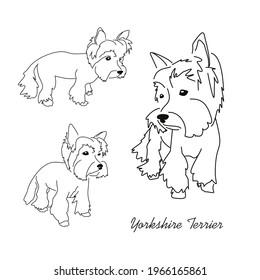 Sketch drawing of a Yorkshire terrier. An image of a small dog in three different poses.