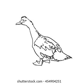 Sketch of duck. Hand drawn illustration.