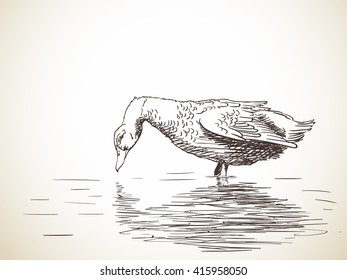 Sketch of duck on the water. Hand drawn illustration