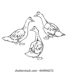 Sketch of duck. Set of a hand drawn illustration.