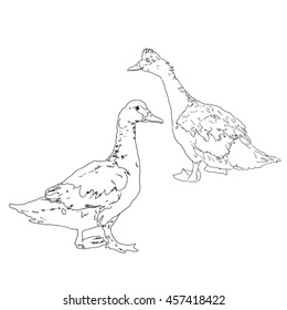 Sketch of duck. Set of a hand drawn illustration.