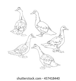 Sketch of duck. Set of a hand drawn illustration.