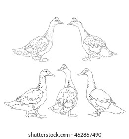 Sketch of duck. Set of a hand drawn illustration.