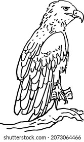 Sketch of an eagle, black and white