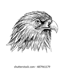  Sketch of eagle. Hand draw illustration.