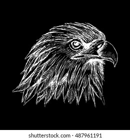  Sketch of eagle. Hand draw illustration.