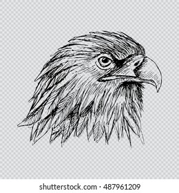  Sketch of eagle. Hand draw illustration.