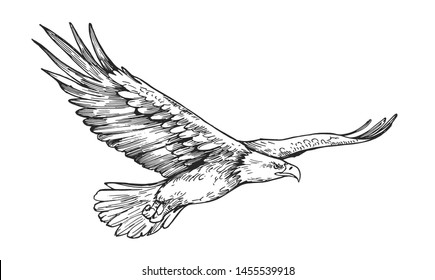 Sketch of eagle. Hand drawn illustration converted to vector