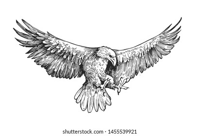 Sketch of eagle. Hand drawn illustration converted to vector