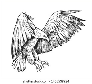 Sketch of eagle. Hand drawn illustration converted to vector