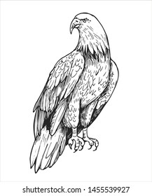 Sketch of eagle. Hand drawn illustration converted to vector