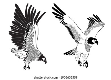Sketch of eagle hand drawn illustration vector set