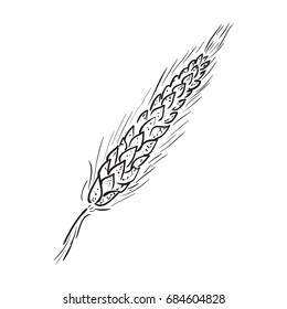 Sketch Ear of wheat