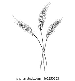 Sketch ear of wheat by hand on an isolated background