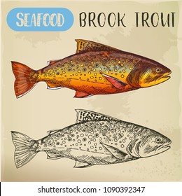 Sketch of eastern brook or speckled, charr or mud trout. Hand drawn squaretail. Seafood, fish for market signboard or fishing club sign. Catch and underwater wildlife, nautical and nature theme