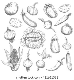 Sketch of eggplants, tomatoes, chili and bell peppers, onions, potatoes, heads of garlic, carrot, beets, cucumber, cabbage and corn vegetables