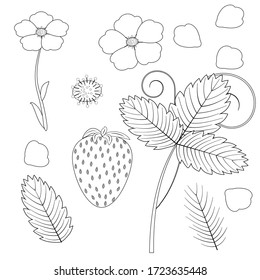 Sketch elements of strawberry bushes, leaves, flowers, berries, petals and stamens, black outline white background, vector illustration, design, decoration, mosaic, coloring