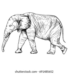 Sketch elephant in full growth, moving elephant, ink graphic black and white drawing