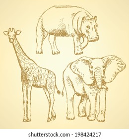 Sketch elephant, giraffe and hippo, vector vintage background