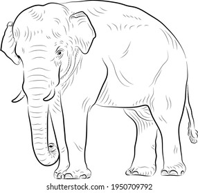 Esbozo de elefante. Estilo minimalista.