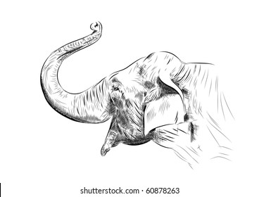 sketch of elephant on the white
