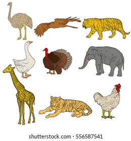 Sketch elephant tiger eagle rooster giraffe ostrich turkey goose. chicken on a white background. Vector illustration.