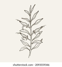 Sketch eremophila illustration. Hand drawn Australian native plant svg