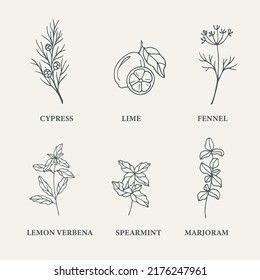 Sketch essential oil plants. Cypress, lime, fennel, lemon verbena, spearmint, marjoram