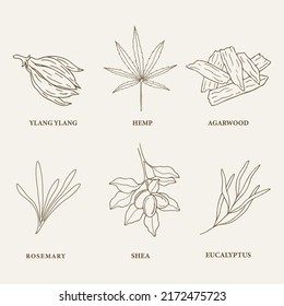 Sketch essential oil plants and flowers