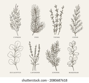 Sketch essential oil plants set