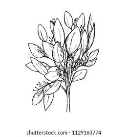 Sketch of a eucalyptus branch isolated on a white background. Hand-drawn