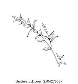Sketch of eucalyptus branches. Vector black and white line hand drawn illustration. Graphic element for design of postcards, wedding invitations, label