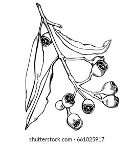 Sketch of Eucalyptus Seeds and leaves