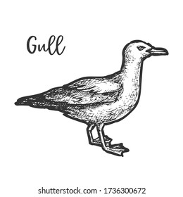 Sketch of european herring gull, hand drawn gull or sketching of seagull. Ocean bird engraved. Seabird vector illustration for biology book. Cartoon nautical, marine standing bird. Sea wildlife nature