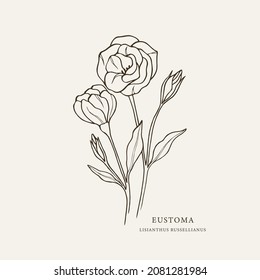 Sketch eustoma flower. Lisianthus illustration