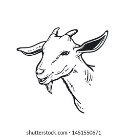 sketch of the face of a male goat, can be used for logos, mascot and background.