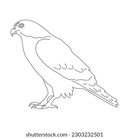 Sketch of Falcon. Hand drawn vector illustration.