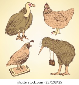 Sketch fancy birds in vintage  style, vector  