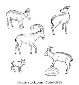 Sketch farm animals collection with wild goat nanny and kid on white background isolated vector illustration