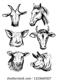 Sketch of farm animals. Hand drawn illustrationcinverted to vector