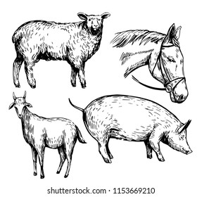 Sketch of farm animals. Hand drawn illustrationcinverted to vector