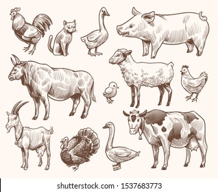 Sketch farm animals. Pig and cat, bull and cow, rooster and chicken, goat and ram, goose and turkey. Hand drawn engraving vector etching isolated natural farming set