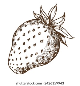 Sketch of farm strawberries on a white background. Garden berry in engraving style, old etching technology. Handmade ink drawing is suitable for the design of environmentally friendly products.