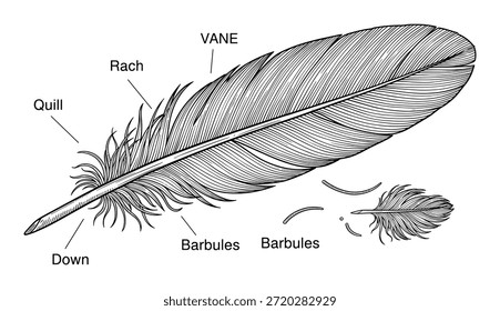 Ilustração de vetor de pena de esboço. Desenho de penas para conceito de design. Pena com palhetas, rachis, quill, barbules para baixo.