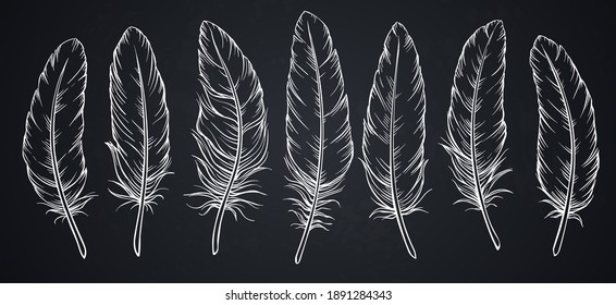 Sketch Feathers On Blackboard. Drawing Bird Feather, Isolated. Vector Illustration.